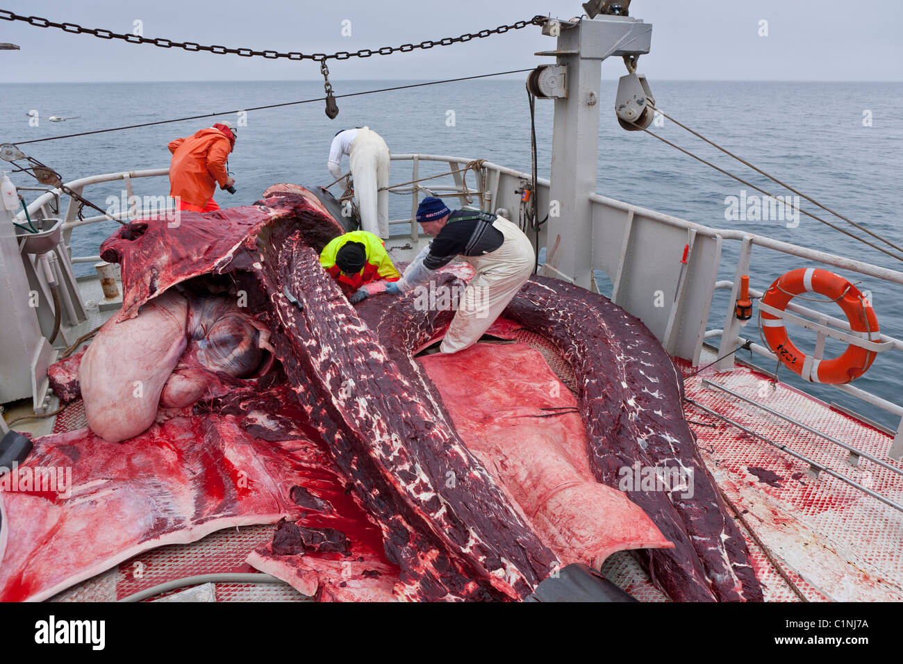 Minke Whale Hunt, Atlantic North Island Arbeiter Häuten und ausnehmen des zweit-Wals.  Hrafnreydur KO-100 (Boot) Stockfoto