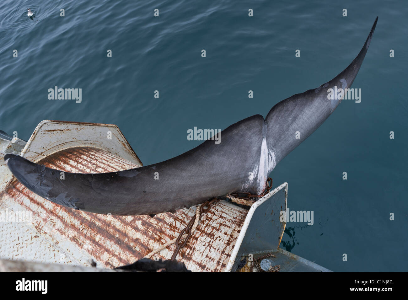 Minke Whale Hunt, Nordatlantik, Island. Wal wird auf Boot für Entkernung gezogen. Hrafnreydur KO-100 (Boot) Stockfoto