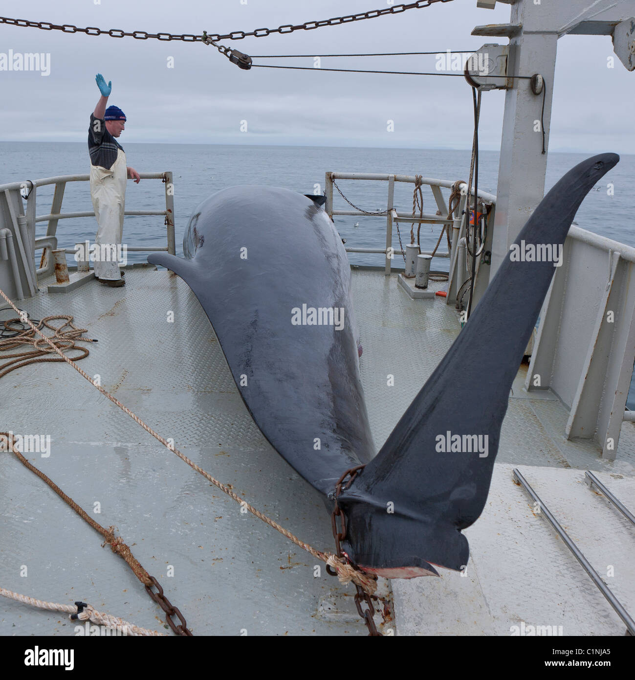 Minke Whale Hunt, Nordatlantik, Island.  Wal auf Boot positioniert ist, Teil der Rute abgeschnitten wurde.   Hrafnreydur KO-1 Stockfoto