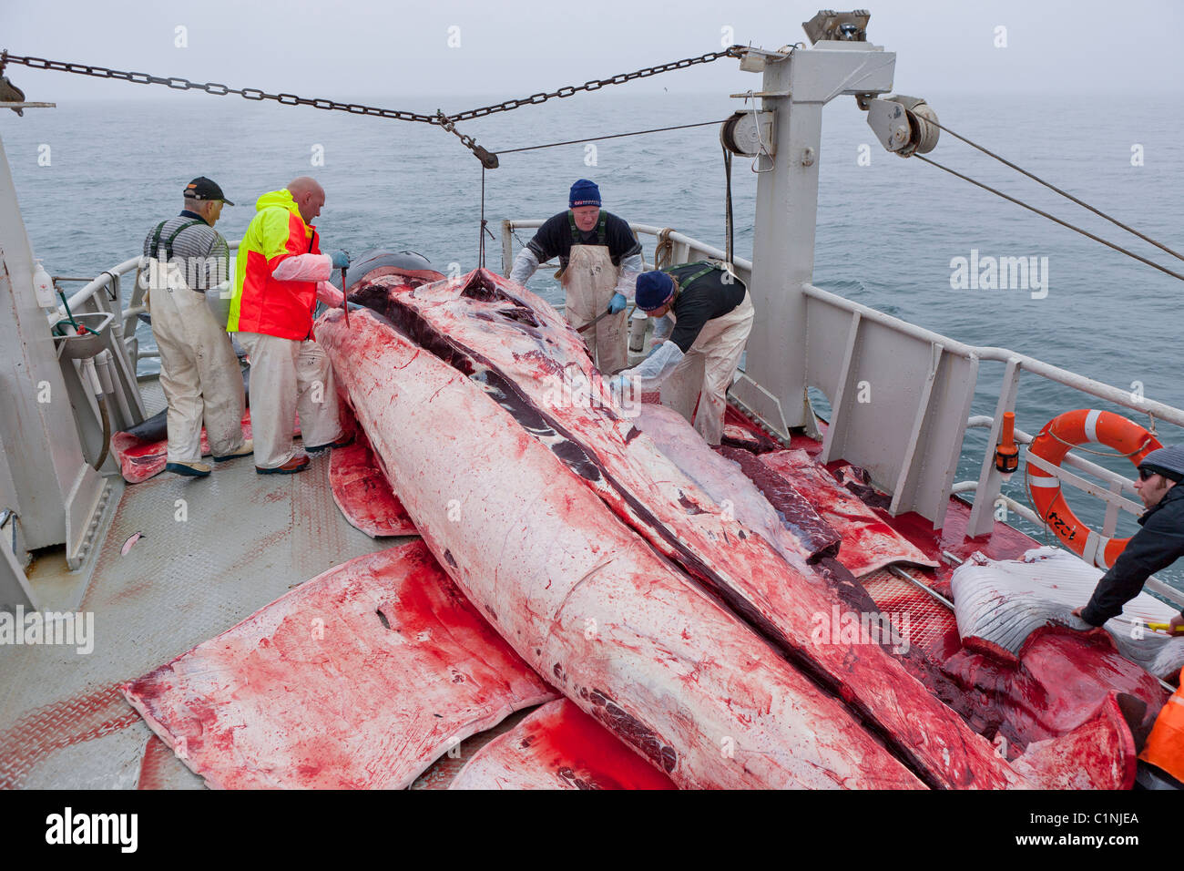Häuten und Ausnehmen von Wal.  Minke Whale Hunt, Nordatlantik, Island Hrafnreydur KO-100 (Boot) Stockfoto