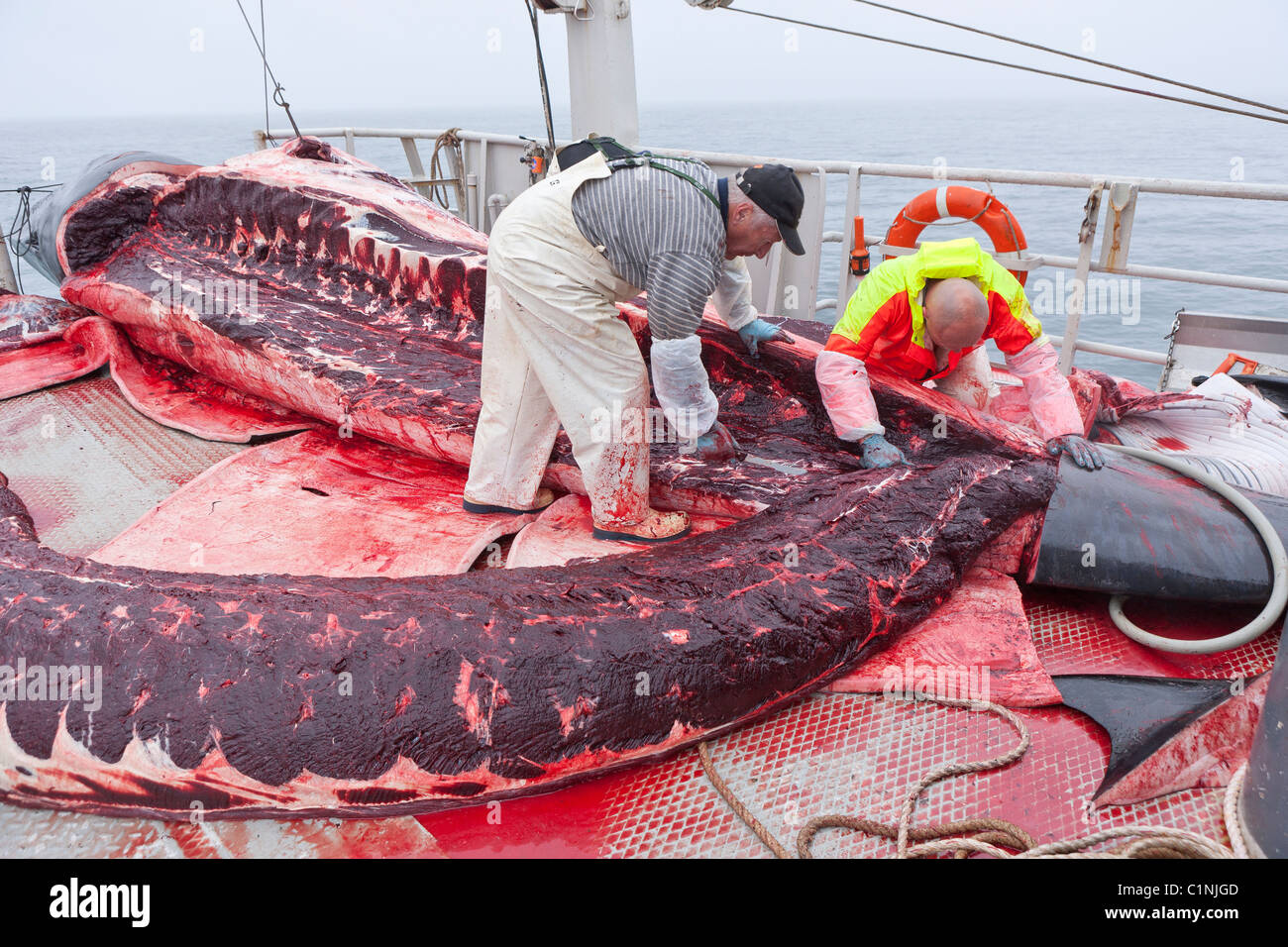 Minke Whale Hunt, Atlantic North Island Arbeiter Häuten und ausnehmen hin Wal auf Hrafnreydur KO-100, Boot. Stockfoto