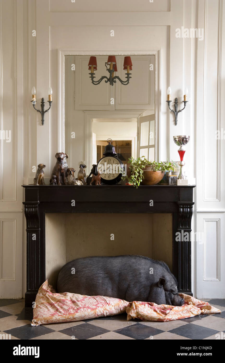 Schlafen auf eine Decke unter den Kaminsims Hängebauchschwein Stockfoto