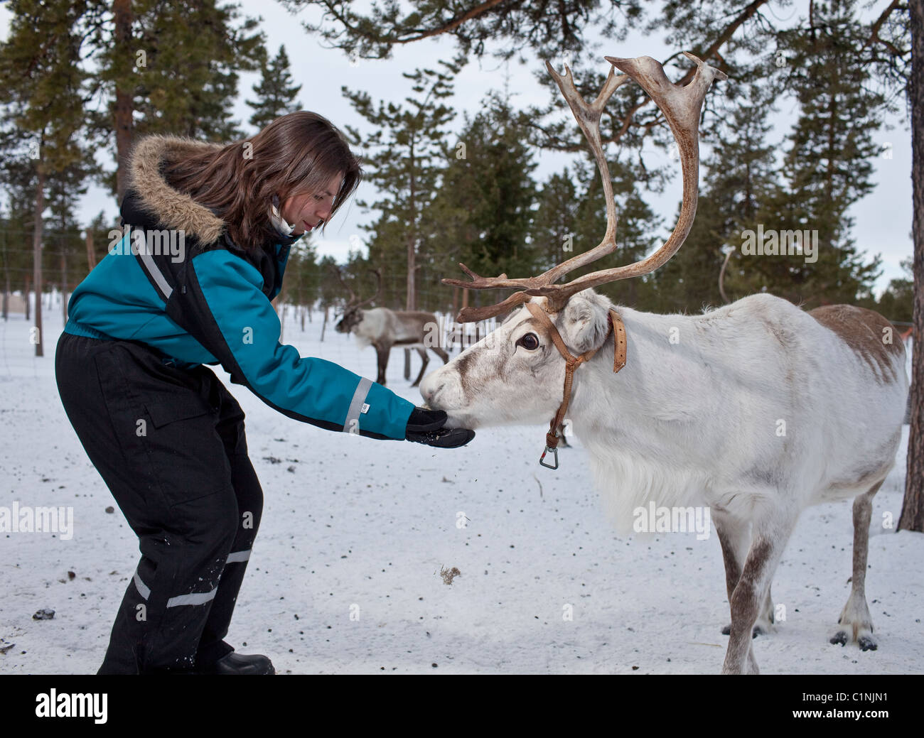 Touristischen Fütterung Rentier, Jukkasjarvi, Schweden Stockfoto