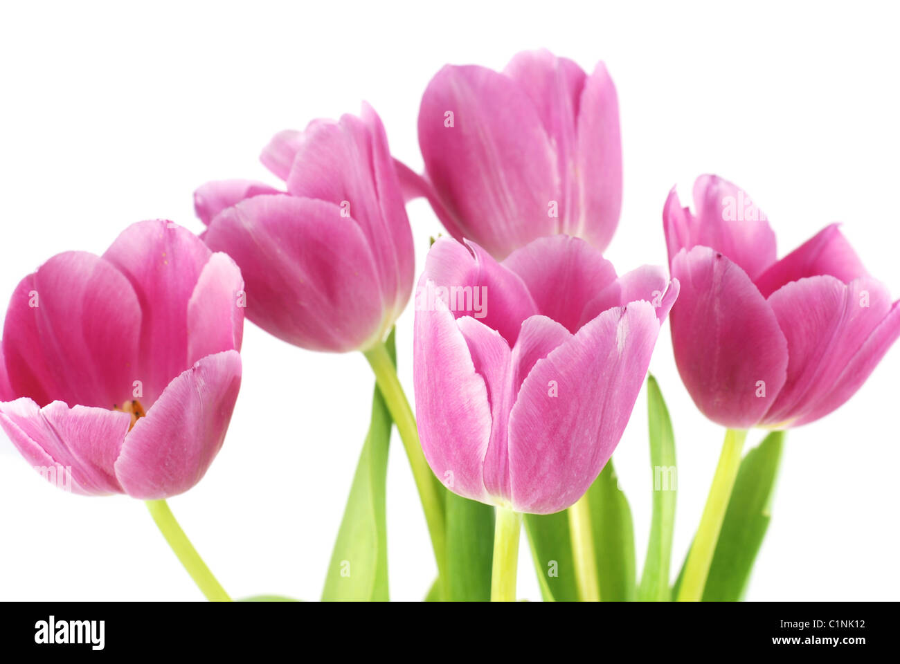 Rosa Tulpen isoliert auf weiss Stockfoto