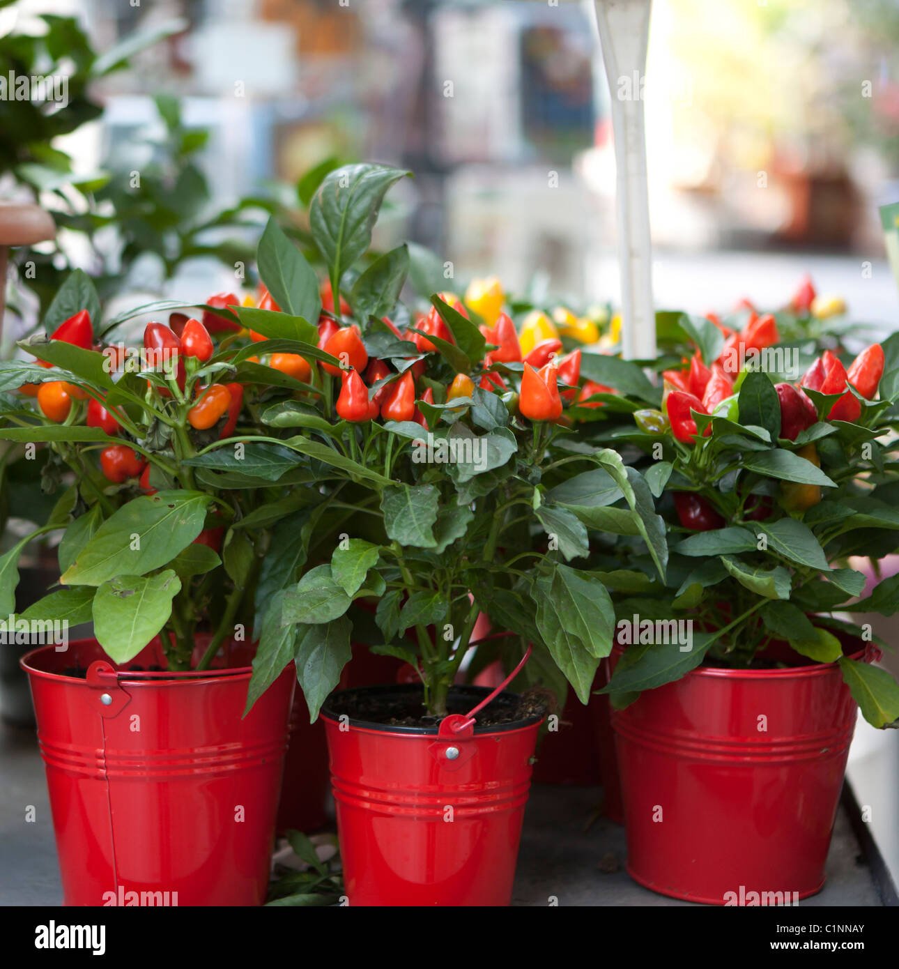 dekorative rote Paprika Pflanzen im roten Topf im Blumenladen Stockfoto