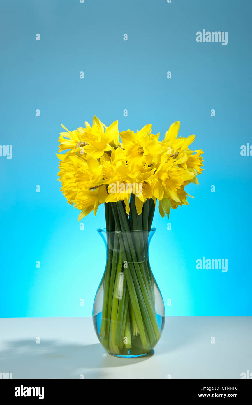 Eine Reihe von Narzissen von Frühlingsblumen in einer Glasvase auf einem himmelblauen Hintergrund Stockfoto