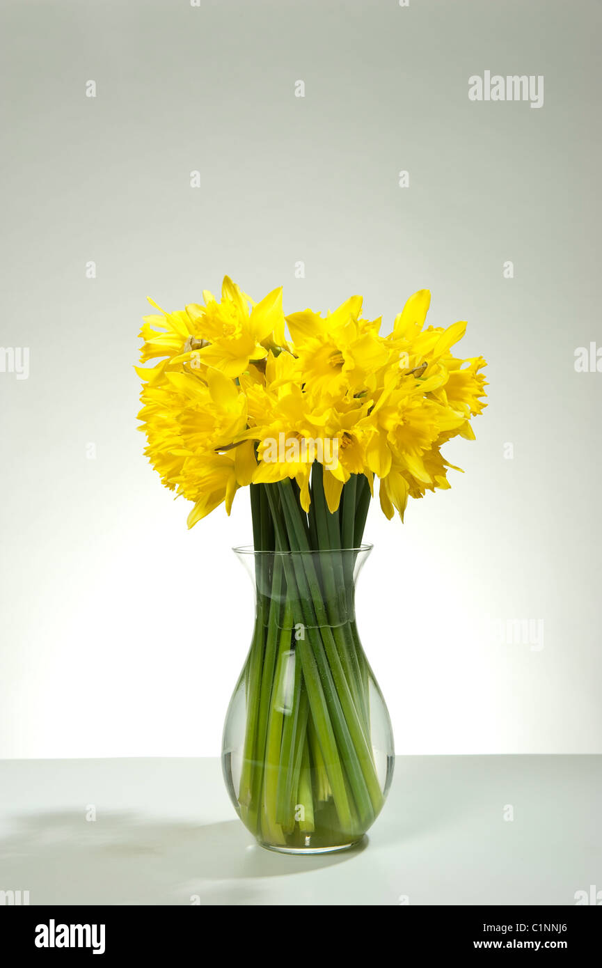 Eine Reihe von Narzissen von Frühlingsblumen in einer Glasvase auf einem Ton-Hintergrund Stockfoto