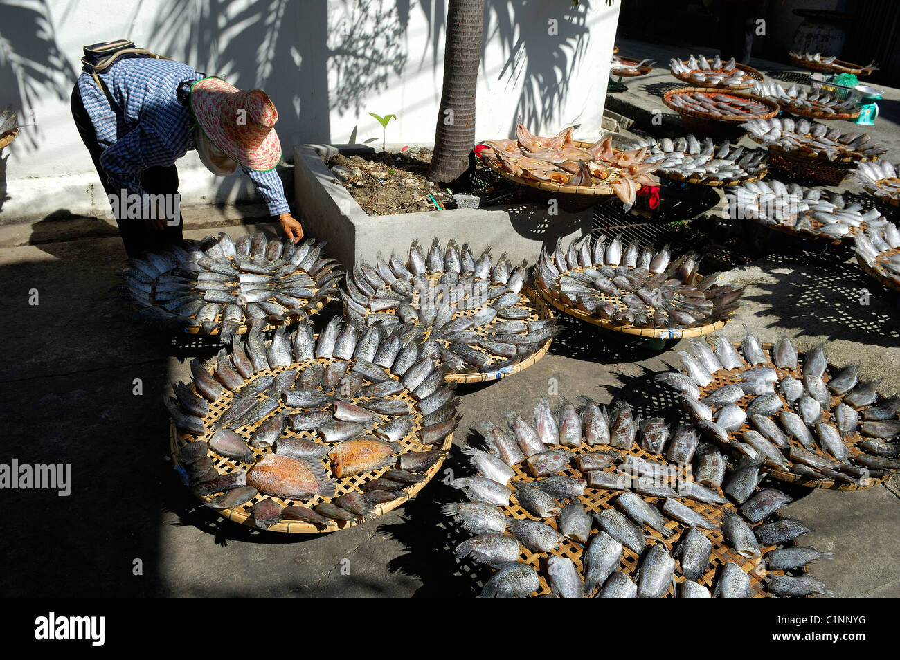 Thailand, Bangkok, getrocknete Fische in einer Straße in der Nähe von dem goldenen Berg Stockfoto