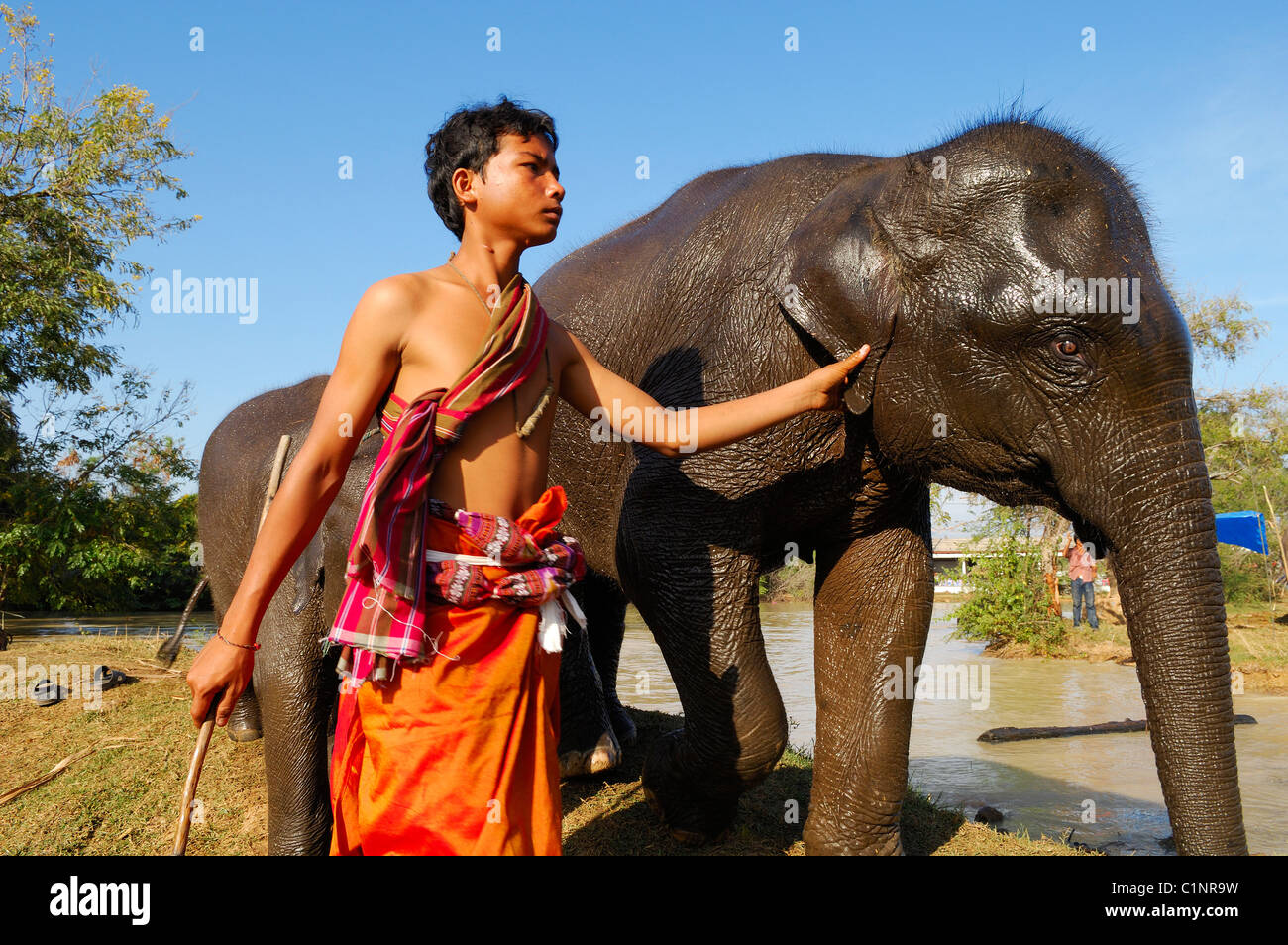 Surin Provinz Surin, Thailand Surin Elephant Round-Up Stockfoto