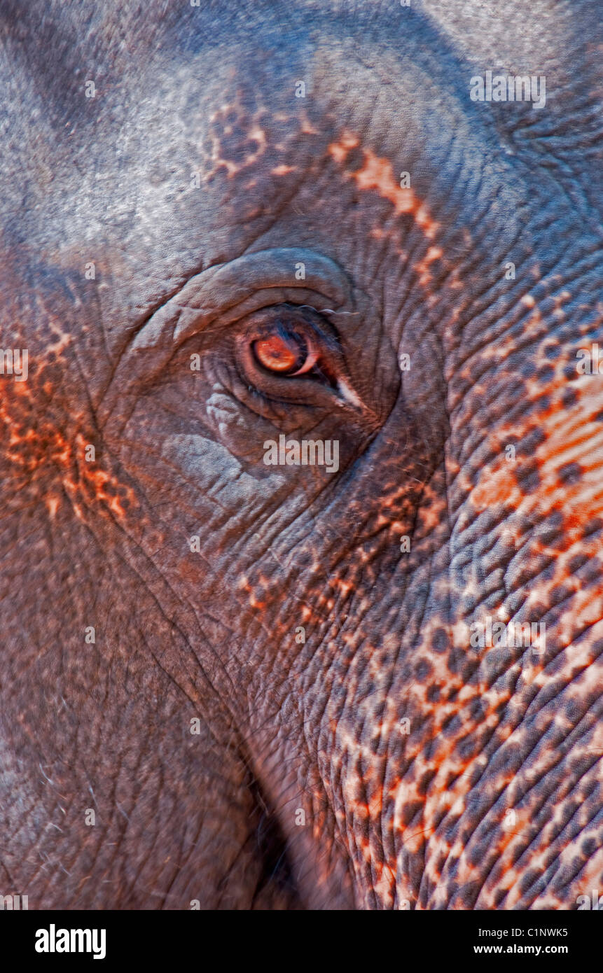 Auge des asiatischen Elefanten in Indien Stockfoto