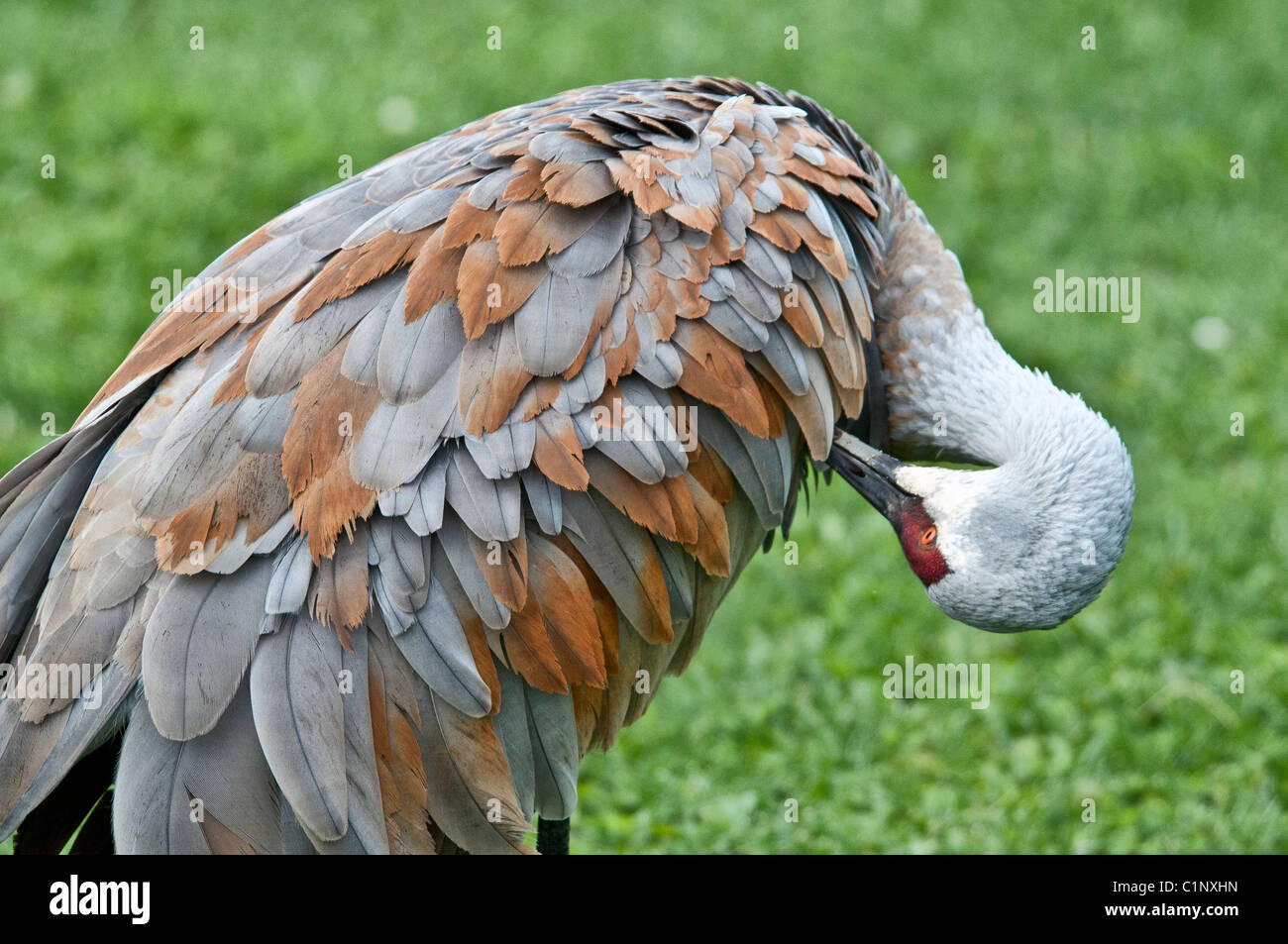 Geringerem Sandhill Kran Grus Canadensis Canadensis, Homer, Alaska, USA Stockfoto