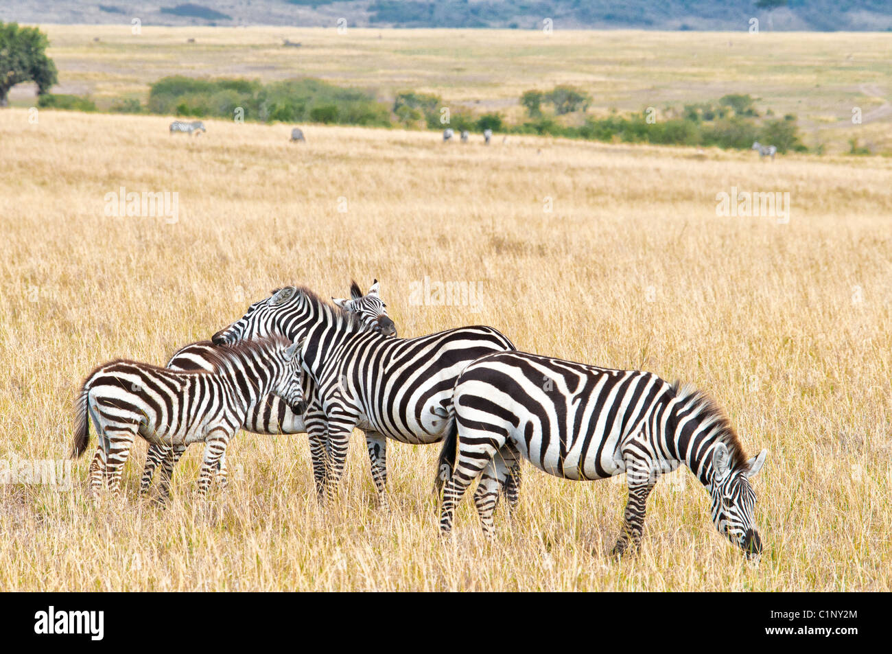 Burchell Zebras Masai Mara National Reserve, Kenia, Afrika Stockfoto