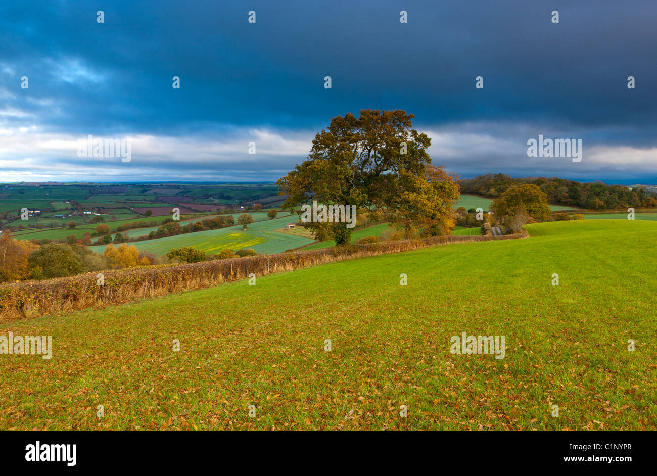 Landschaft in der Nähe von Crediton, Devon, Südwestengland, Vereinigtes Königreich, Europa Stockfoto