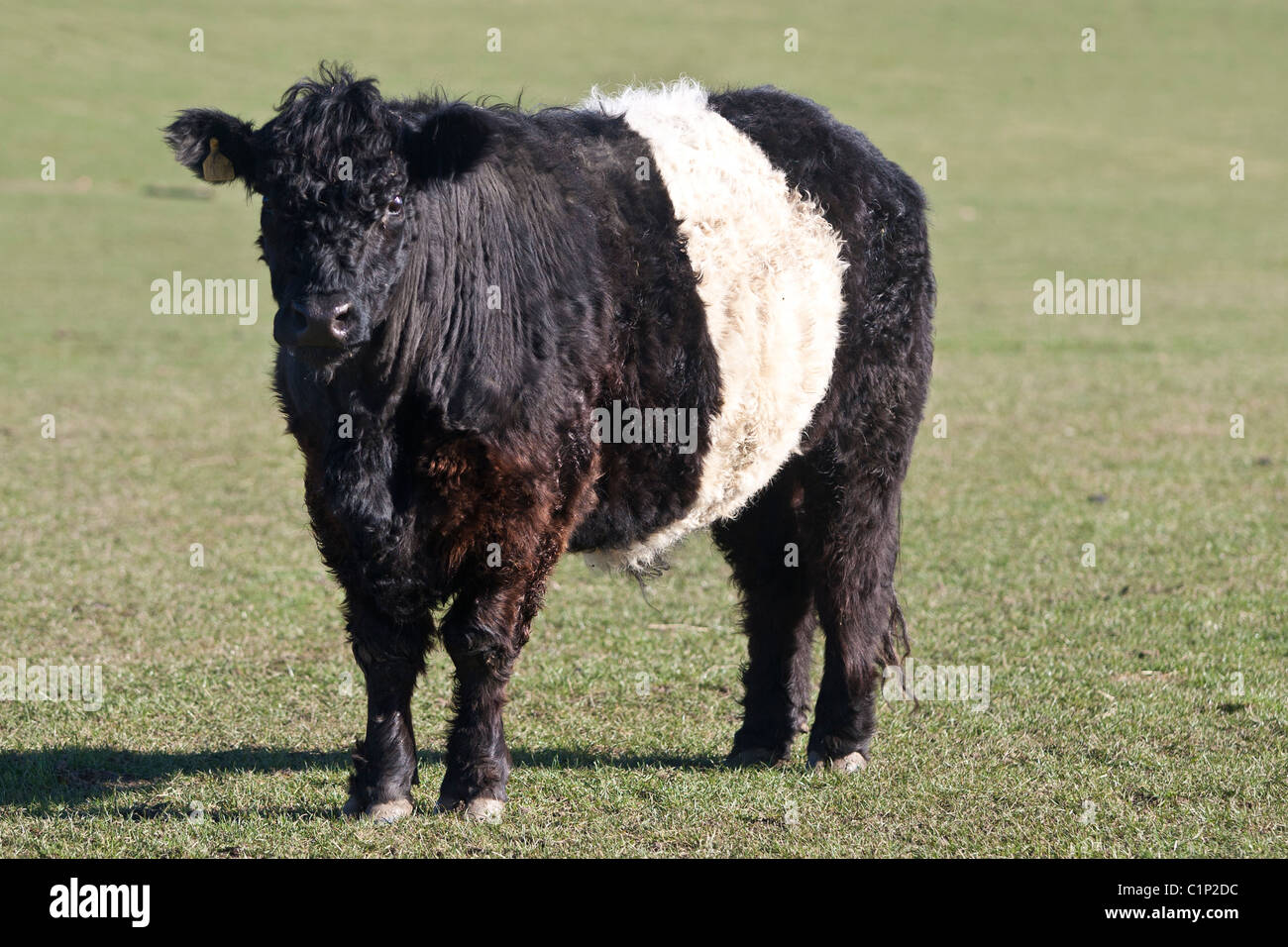 Galloway rind -Fotos und -Bildmaterial in hoher Auflösung – Alamy