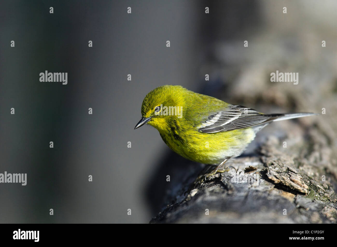 Ein Erwachsener Kiefer Warbler (Dendroica Pinus) thront auf einem Baum im New Yorker Central Park an einem frühen Frühlingsmorgen Stockfoto