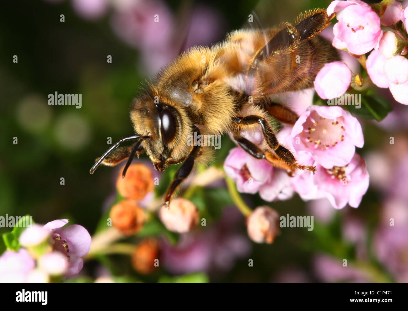 Eine Biene fliegen ausziehen Stockfoto