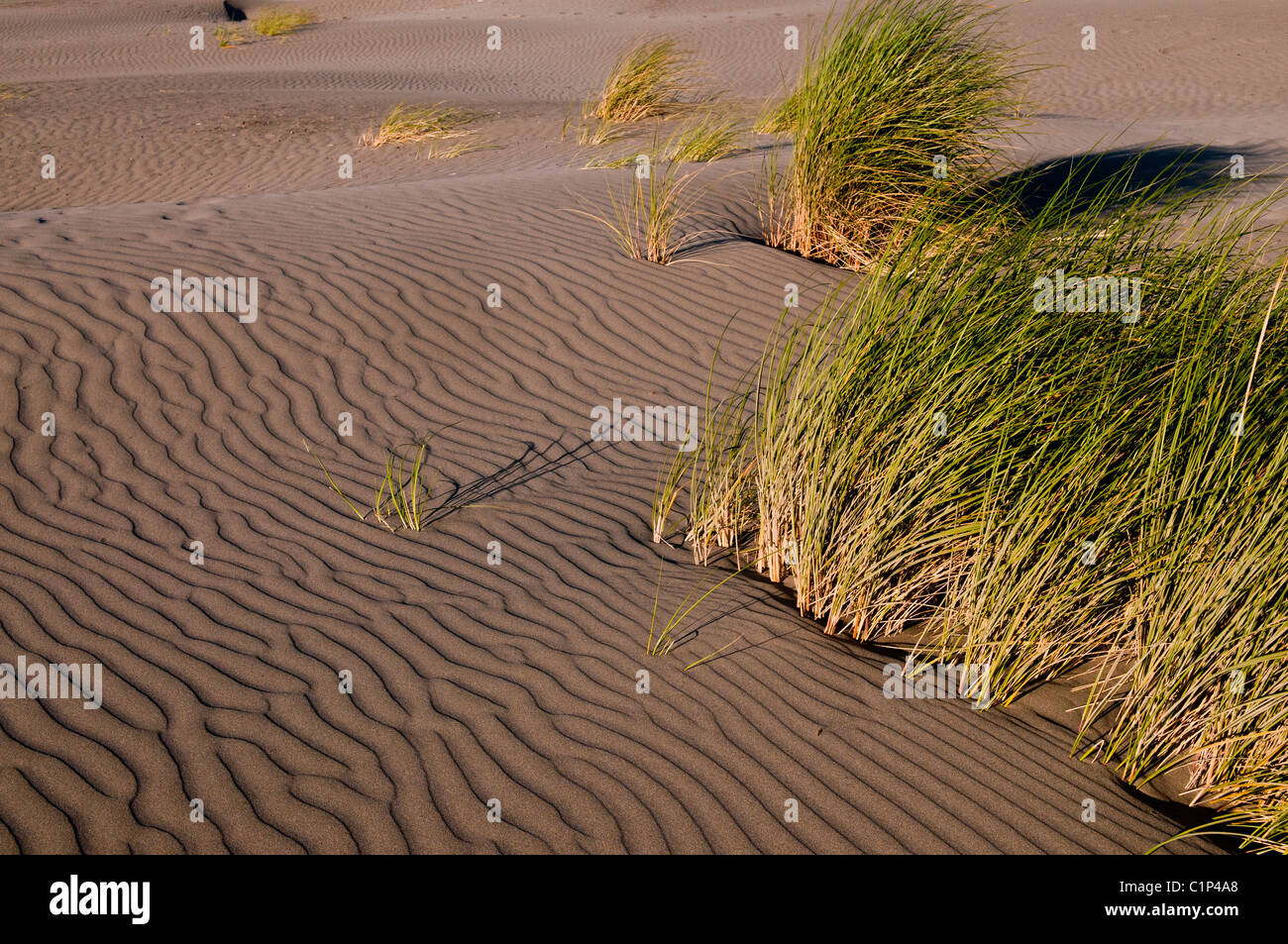 Lebendige Windmuster in Strand Dünen an den Strand Gräsern. Stockfoto