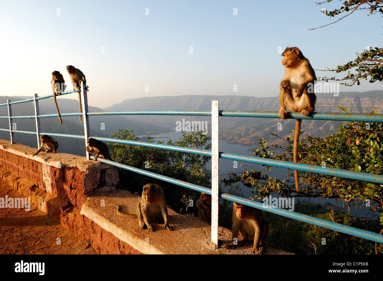 Indien, Bundesstaat Maharashtra, klimatische Station von Mahabaleshwar (1372 m), nahmen die Affen Echo Point-Aussichtspunkt Stockfoto