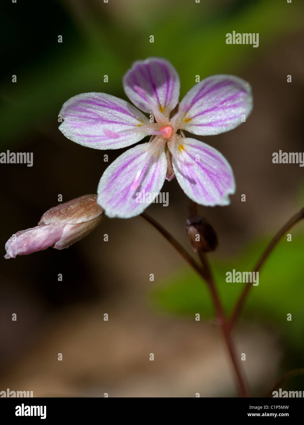 Spring Beauty, Claytonia virginica Stockfoto