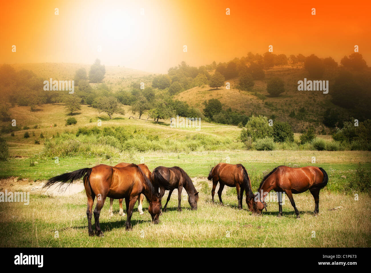 Wilde Pferde auf grüner Wiese und sonnigen orange sky Stockfoto