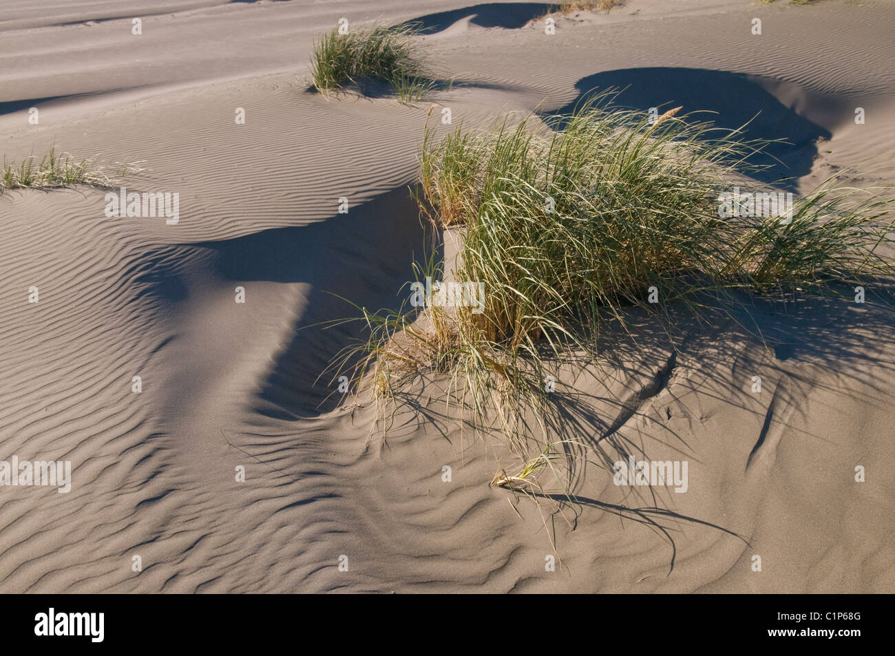 Windmuster in Sanddünen umgeben Strand Gräser. Stockfoto