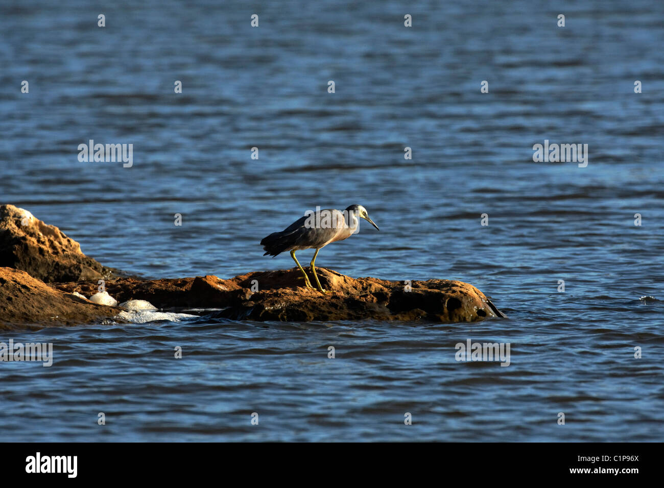 Heron Bird (Egretta Novaehollandiae) stehen auf Felsen, Western Australia Stockfoto