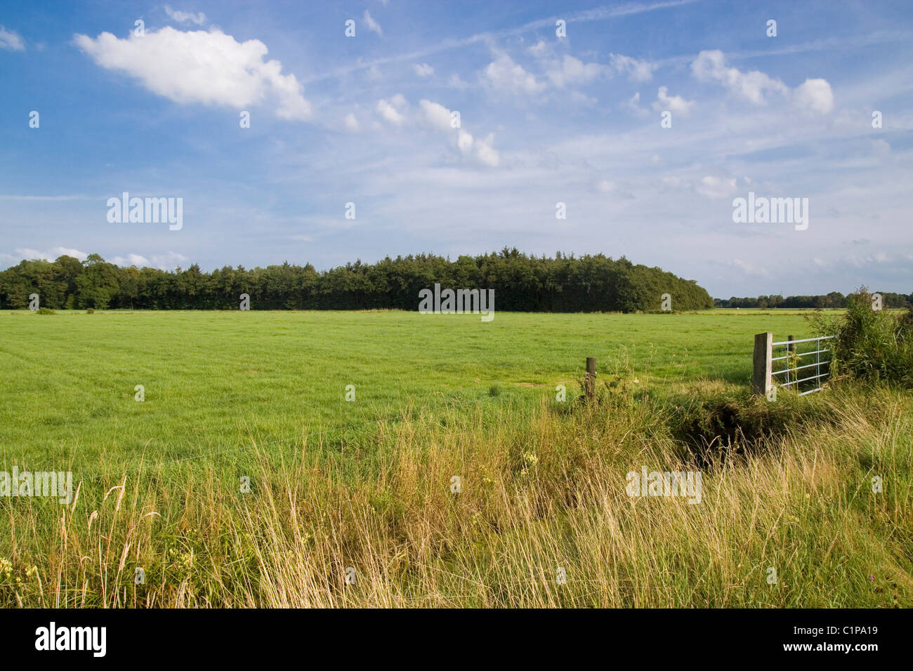 Deutschland, Ostfriesland, üppige Landschaft Stockfoto