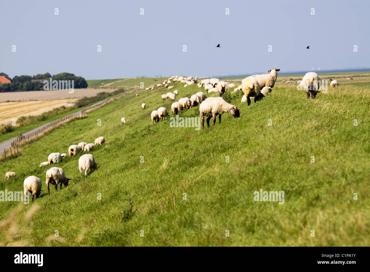 Deutschland, Ostfriesland, Schafherde Weiden auf Rasen Stockfoto