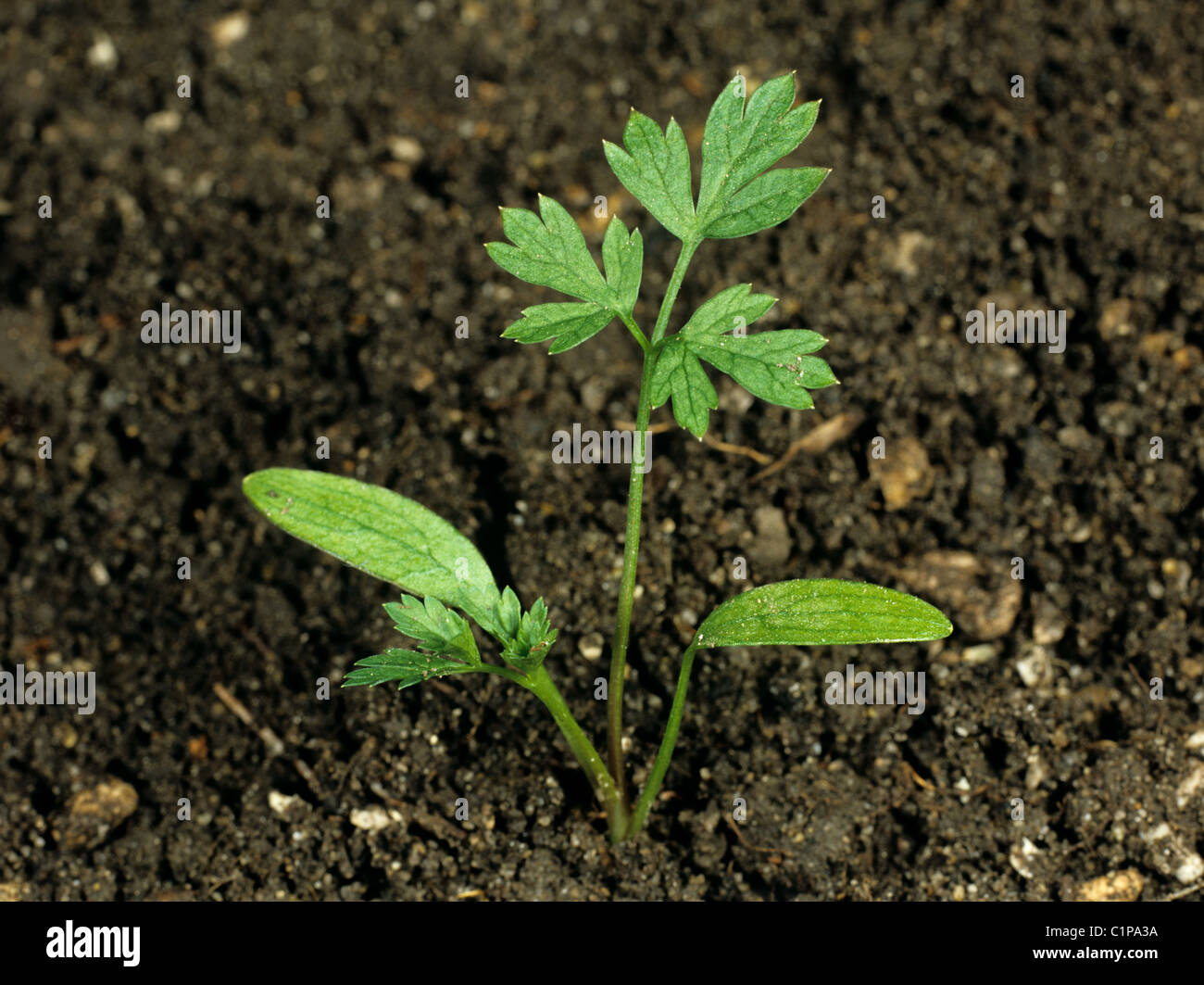 Dummkopfs Petersilie (Aethusa Cynapium) Sämling Keimblätter und zweite wahre Blatt bilden Stockfoto