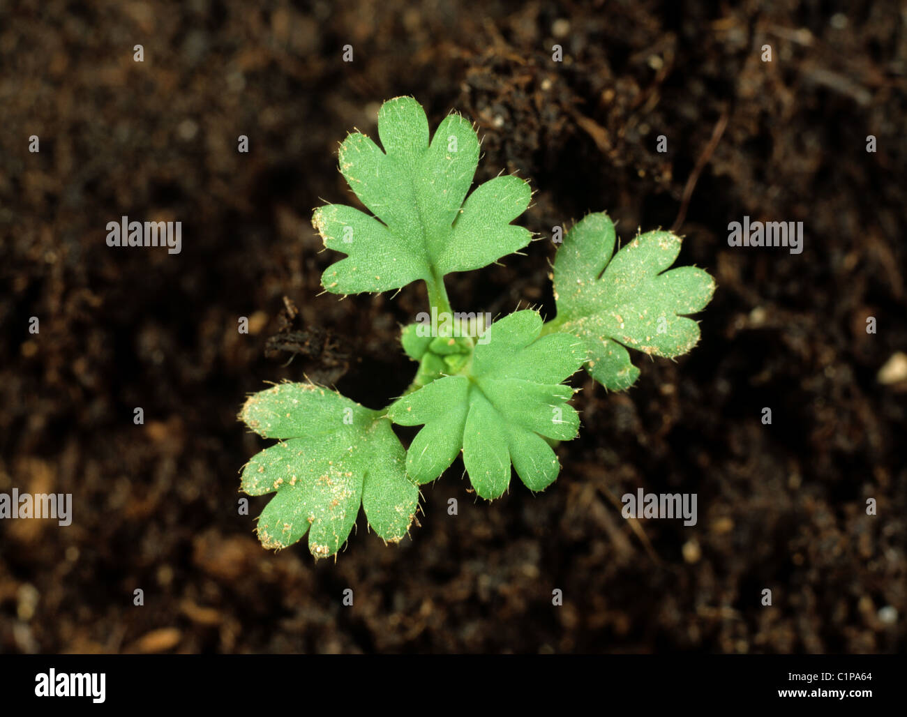 Petersilie Piert (Aphanes Arvensis) junge Setzling Pflanzen Stockfoto