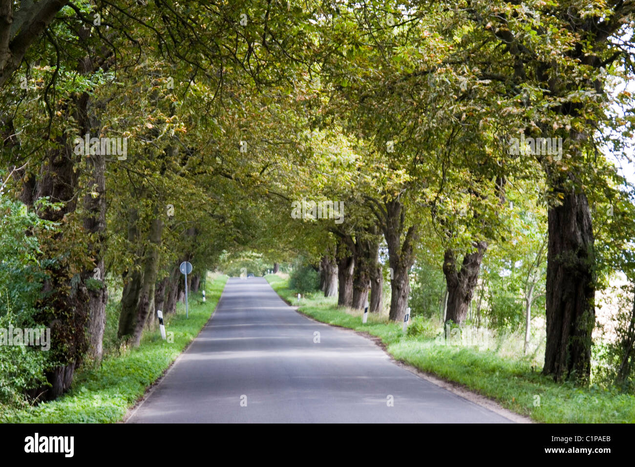 Deutschland, Rügen, Bäumen gesäumt Straße Stockfoto