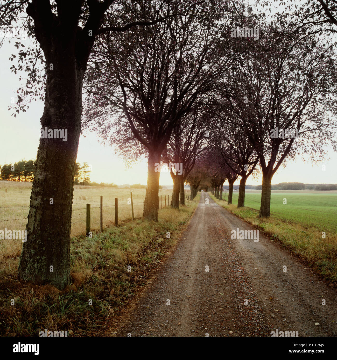 Ländliche Straße in Österreich