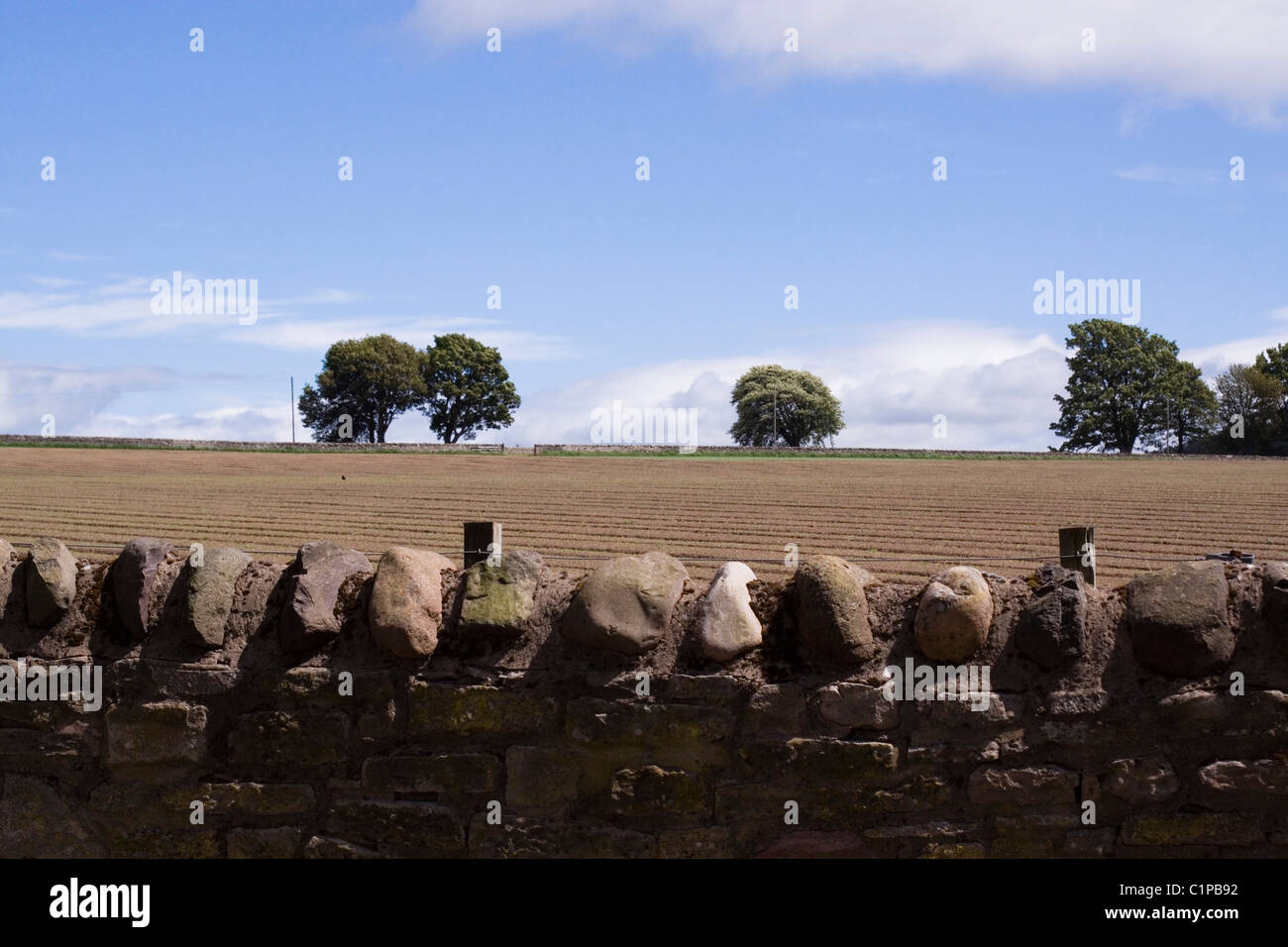 Schottland, Fife, Bäume, gepflügt Feld- und Stein Wand Stockfoto