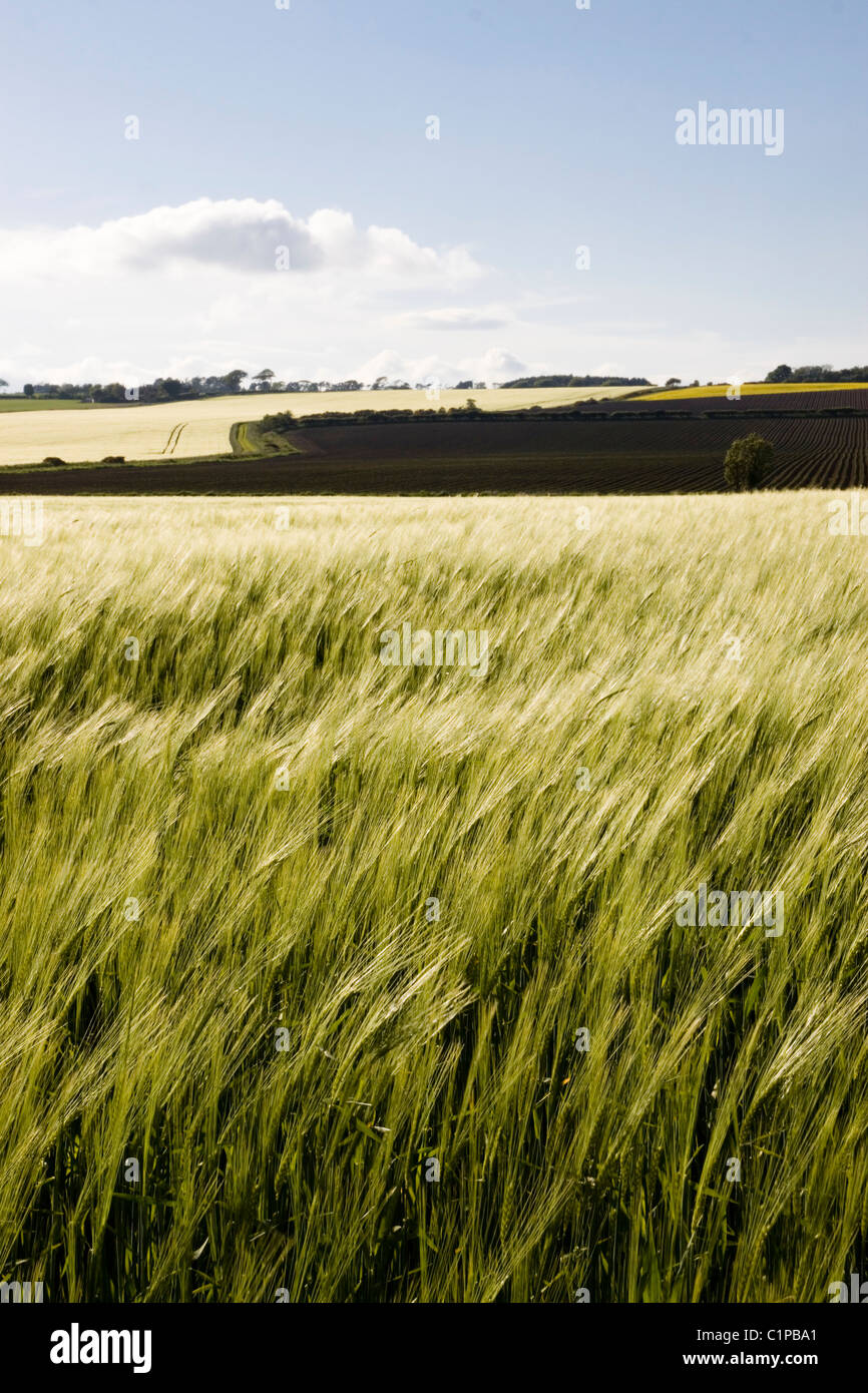 Schottland, Fife, Anstruther, East Neuk Wind bei Graslandschaft Stockfoto