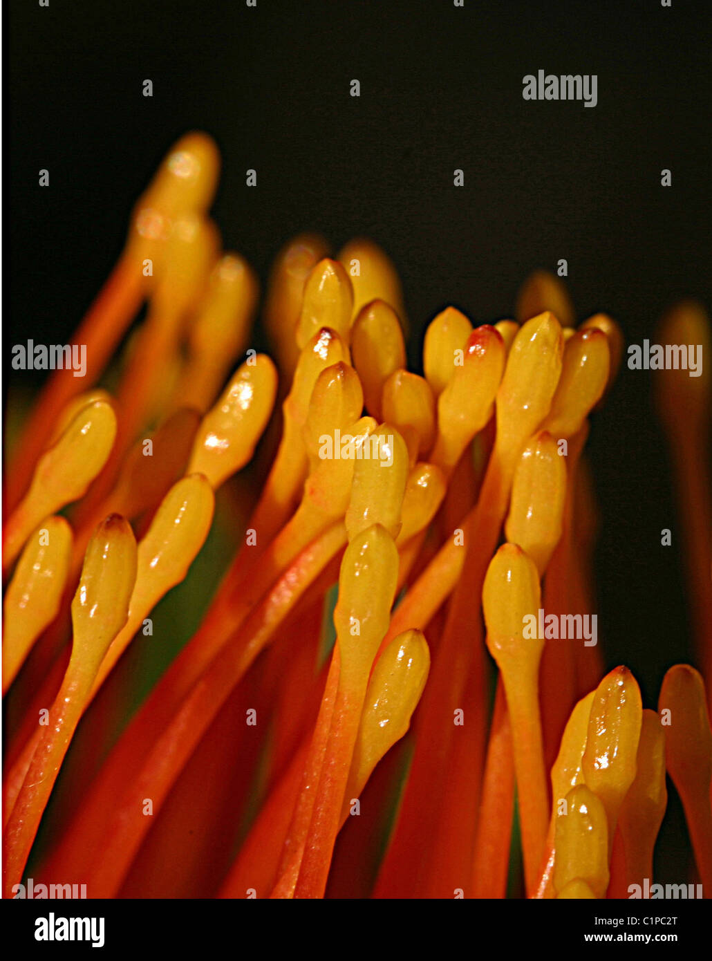 Nahaufnahme Bild des Leucospermum herrührt, protea Familie, fotografiert in Helderberg Nature Reserve, Südafrika. Stockfoto