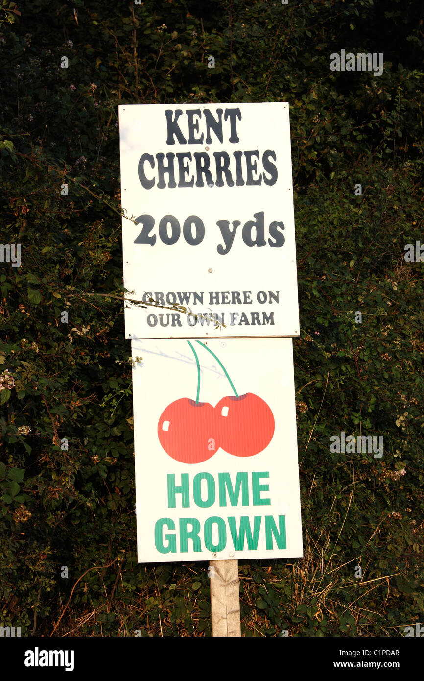 England, Kent, Schilder Werbung selbst angebaute Kirschen Stockfoto