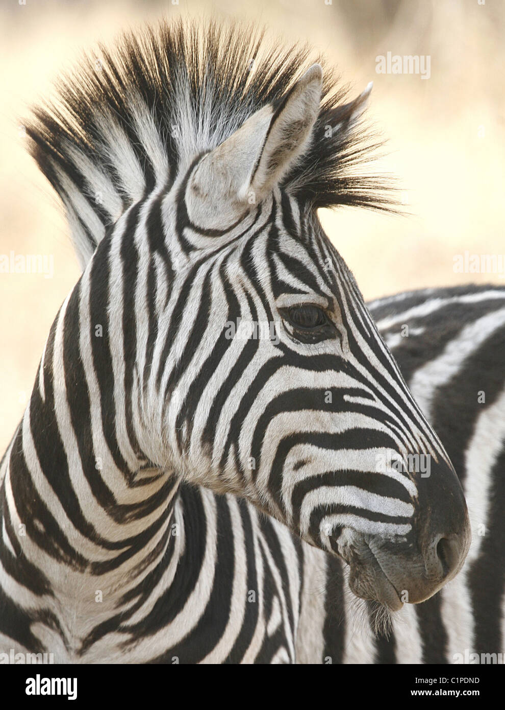 Die Ebene oder Burchell Zebra (Equus Quagga) "Mohikaner" Haar, Krüger Nationalpark, Südafrika. Stockfoto