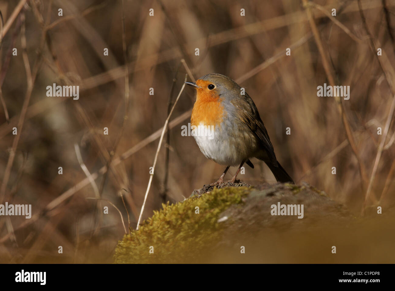 Robin Stockfoto