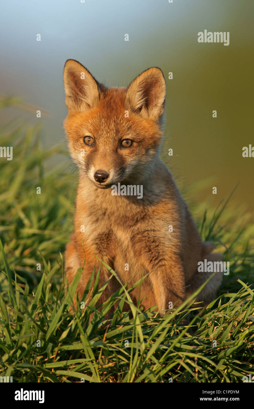 Rotfuchs Stockfoto