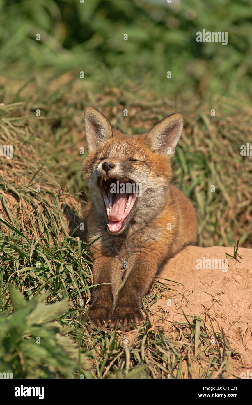 Rotfuchs Stockfoto