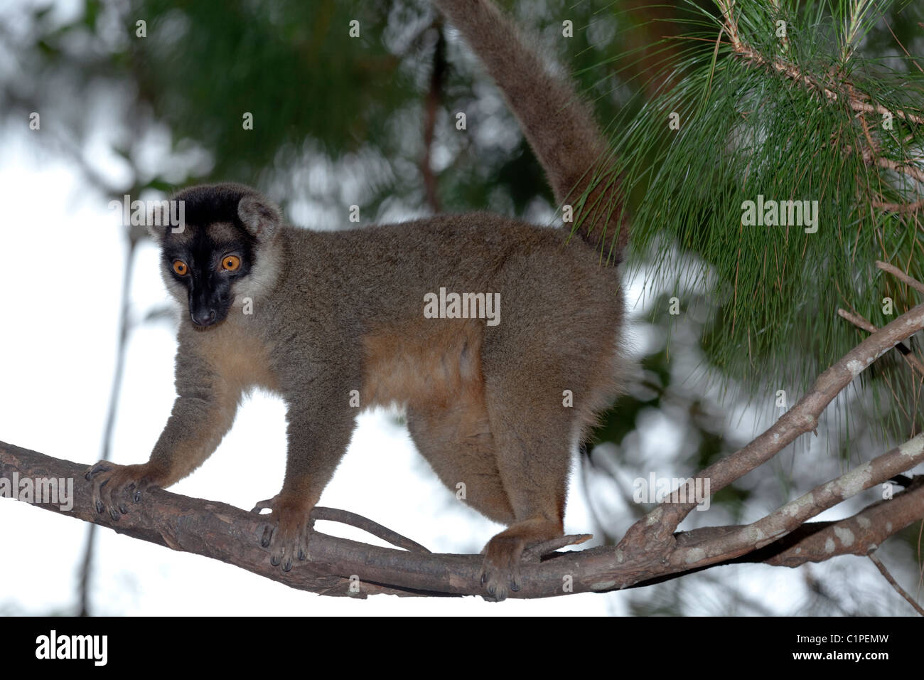 Gemeinsame Braun Lemur (Eulemur fulvus). f. Madagaskar. Nach vorne zeigende Augen lassen Urteil von Distanzen. Schwanz ein Gegengewicht. Bekaempfbar Daumen zu greifen. Stockfoto