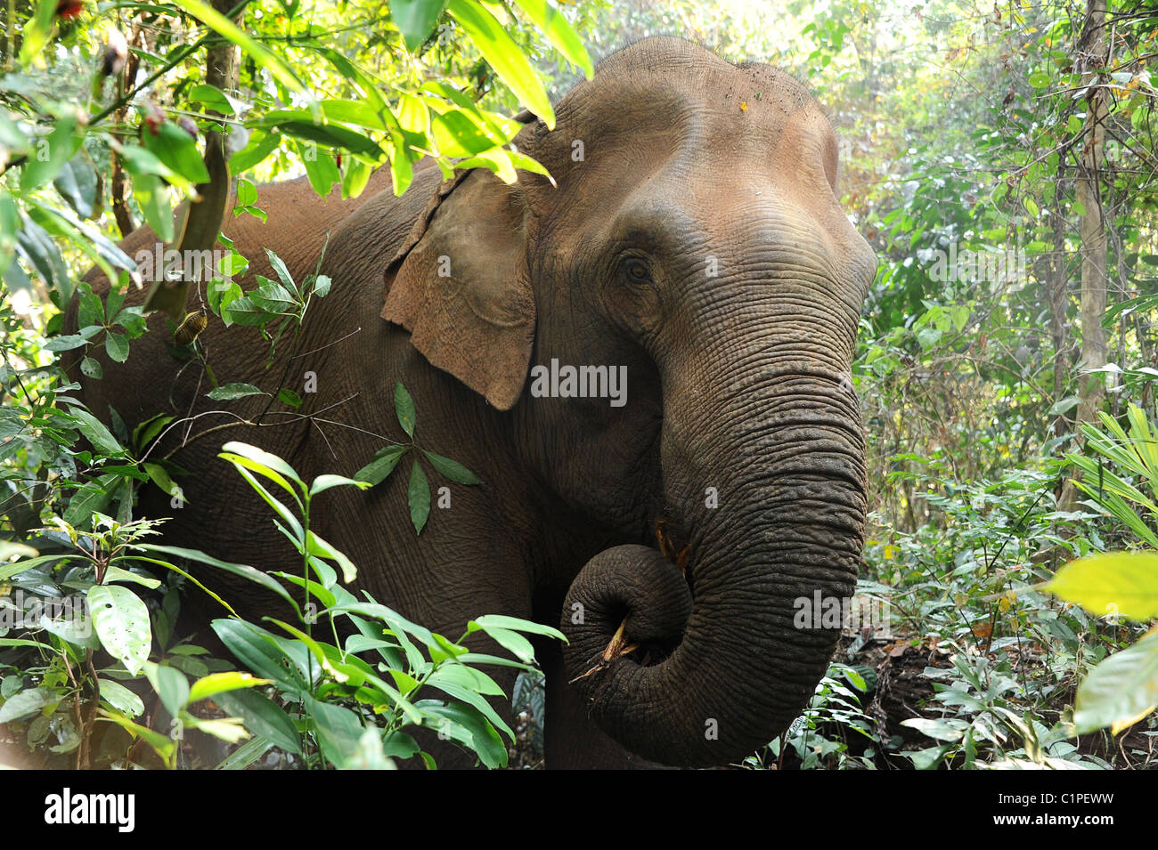 Elefant in ein Schongebiet für Kranke und verletzte Elefanten, die überlastet und schlecht behandelt wurden. Kambodscha Stockfoto
