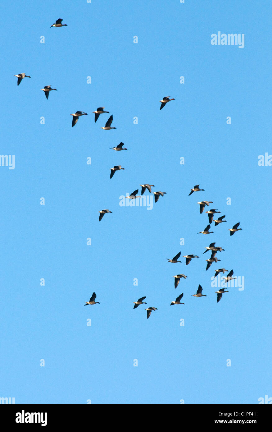 Pink-footed Gänse im Flug Solway Firth Schottland Stockfoto