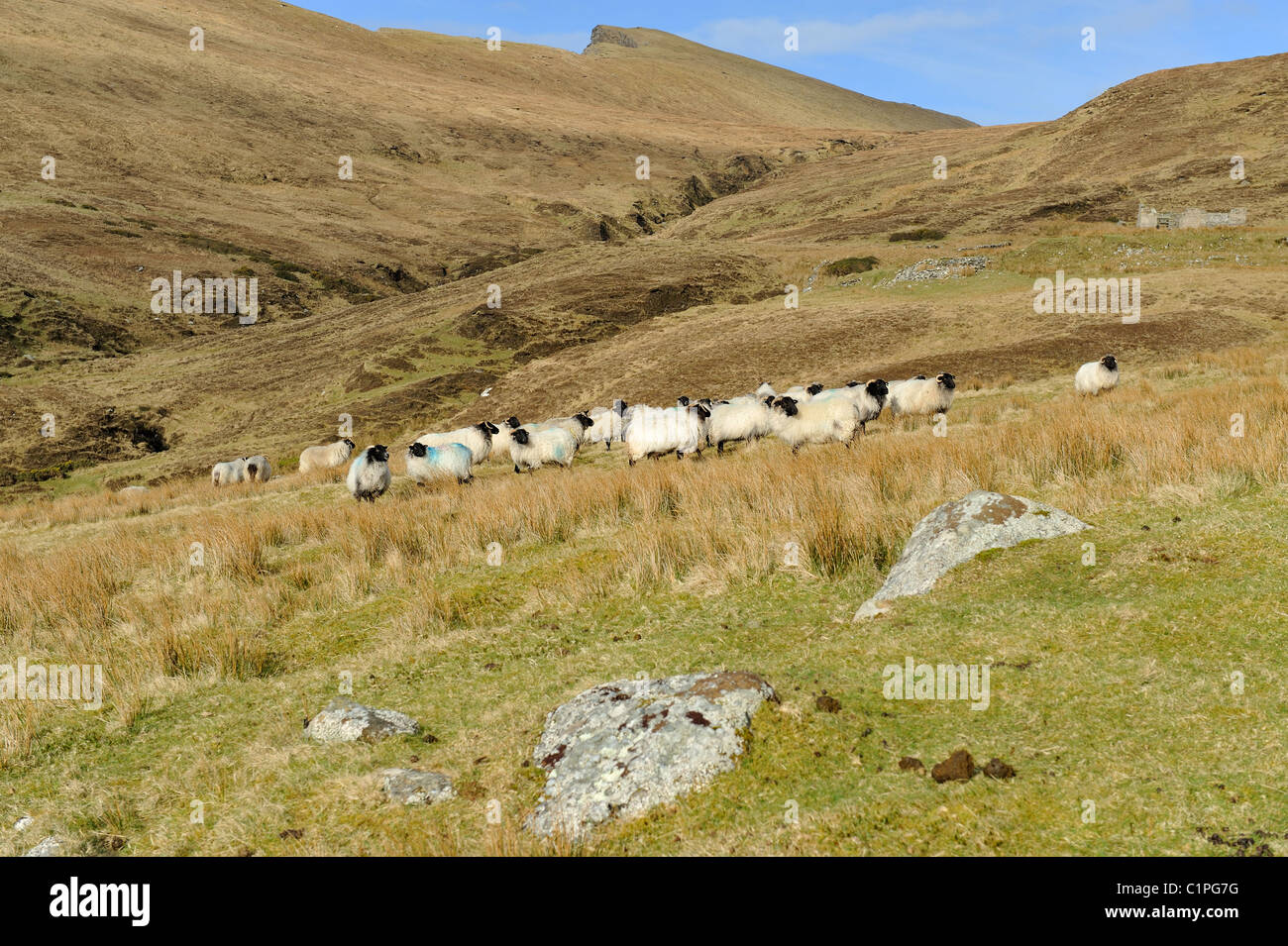Bergschafe Weiden auf einem Hügel in Achill Island Co.Mayo Irland Stockfoto