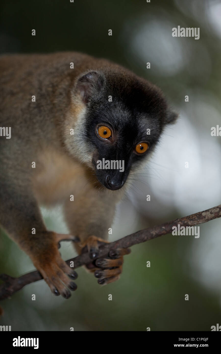 Gemeinsame Braun Lemur Eulemur fulvus f.. Nach vorne zeigende Augen ermöglichen eine genaue Einschätzung von Entfernungen in Bäumen. Daumen Bekaempfbar zu Greifen und Halten, Zweigniederlassungen Stockfoto