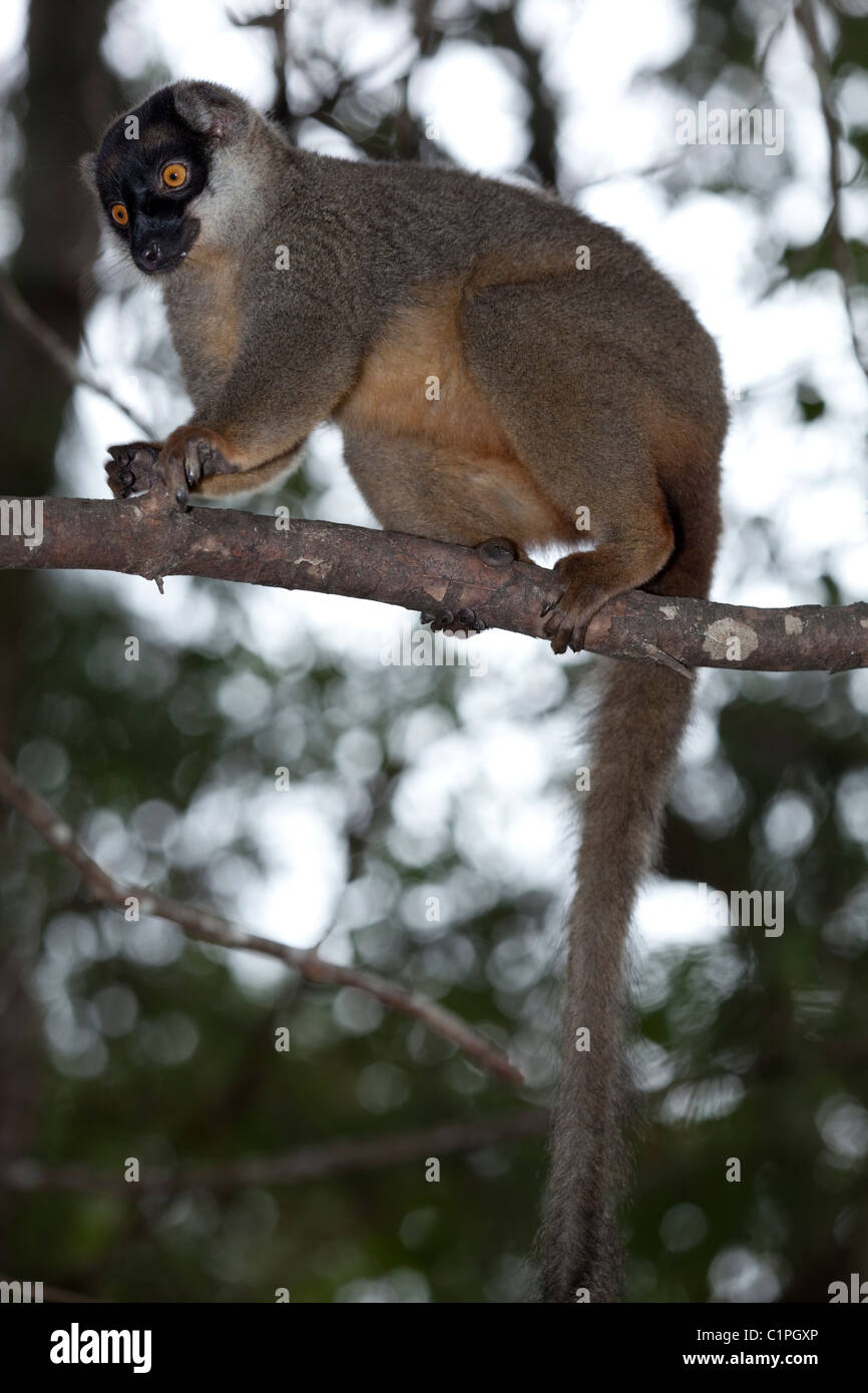 Gemeinsamen brauner Lemur (Eulemur Fulvus Fulvus). Madagaskar. Nach vorne gerichtete Augen ermöglichen genaue Beurteilung der Abstände in den Bäumen. Stockfoto