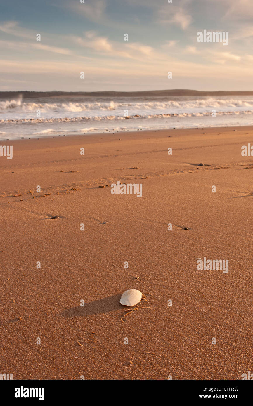 einzelne Schale am südlichen Strand von Tenby Südwales Stockfoto