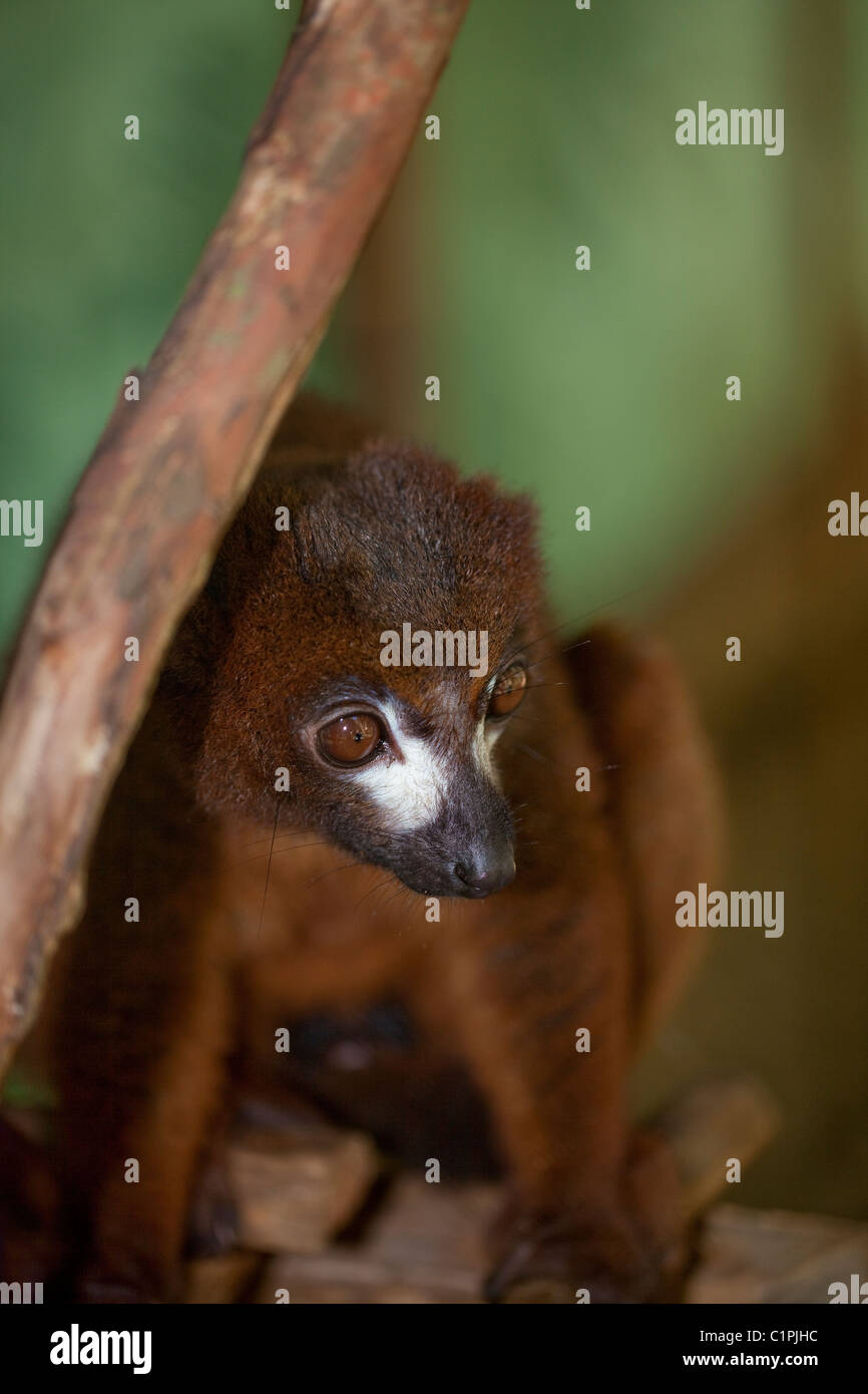 Rotbauch-Lemur (Eulemur Rubriventer). Männlich. Primären und sekundären östlichen Regenwald. Madagaskar. Gefangene Tier. Stockfoto