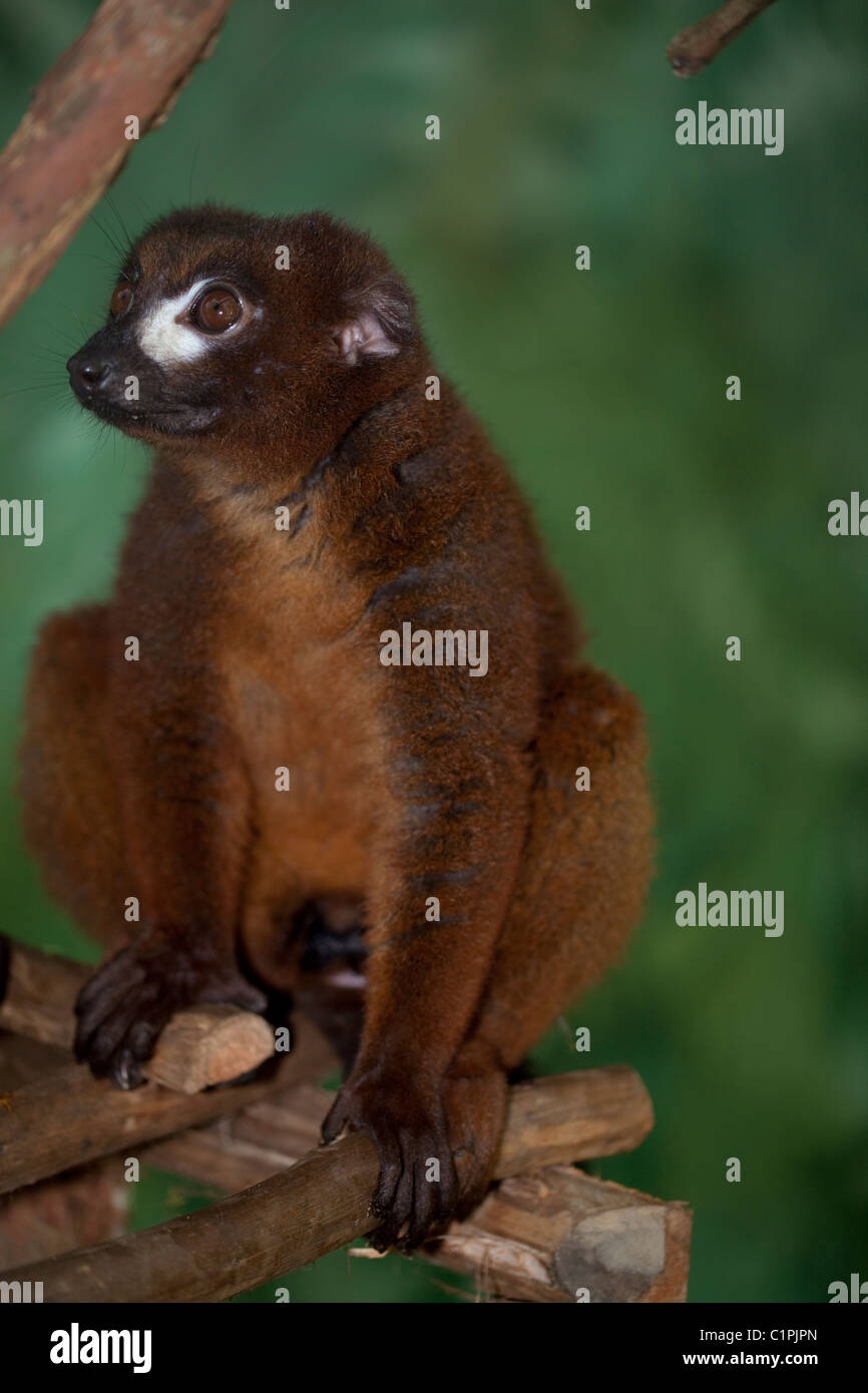 Rotbauch-Lemur (Eulemur Rubriventer). Männlich. Primären und sekundären östlichen Regenwald. Madagaskar. Gefangene Tier. Stockfoto