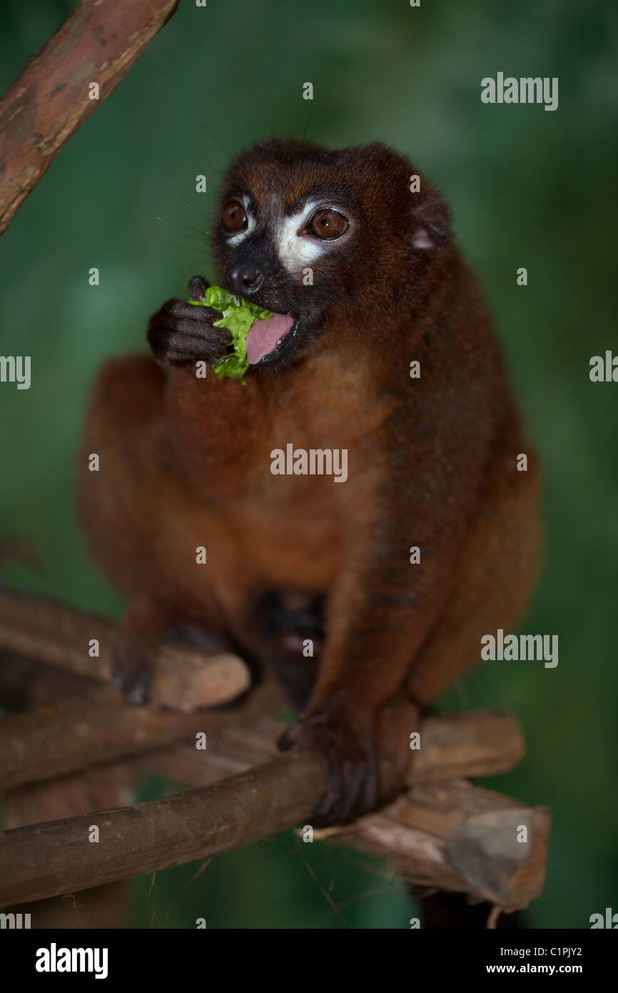 Rotbauch-Lemur (Eulemur Rubriventer). Männlich. Primären und sekundären östlichen Regenwald. Madagaskar. Gefangene Tier. Stockfoto